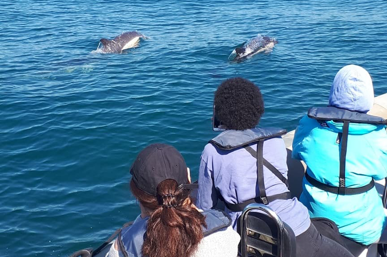 Observação de golfinhos em Lisboa