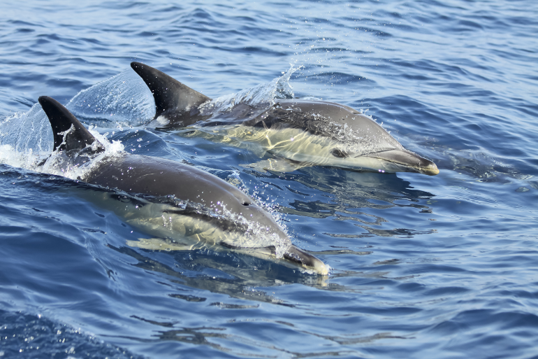 Dolphins | LisbonYacht