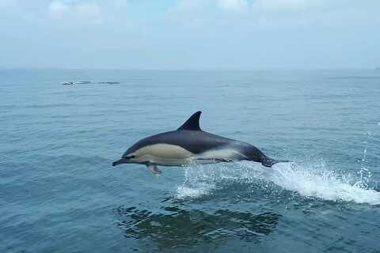Dolphins | LisbonYacht