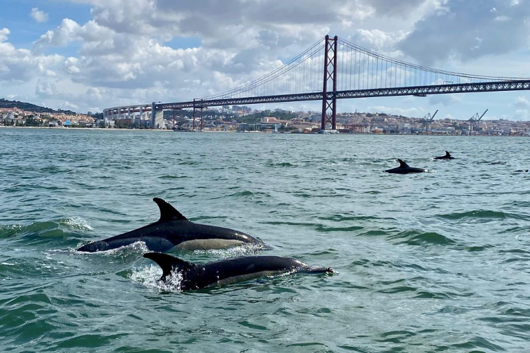 Dolphins in Lisbon | LisbonYacht