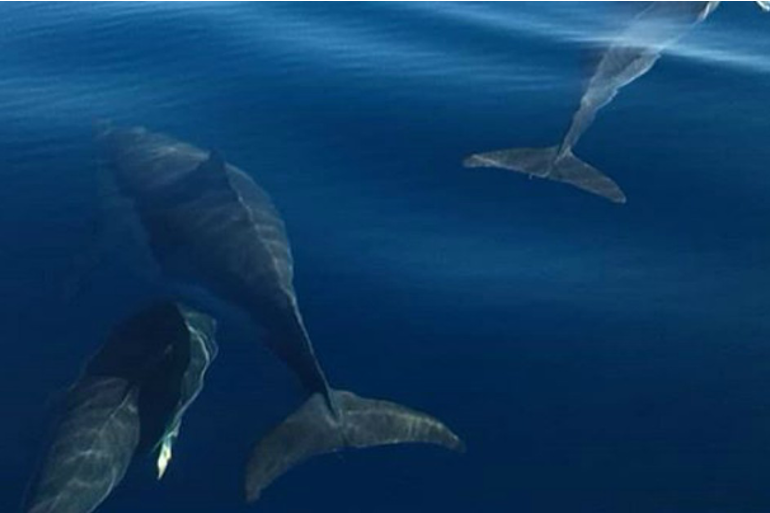 Dolphins | LisbonYacht