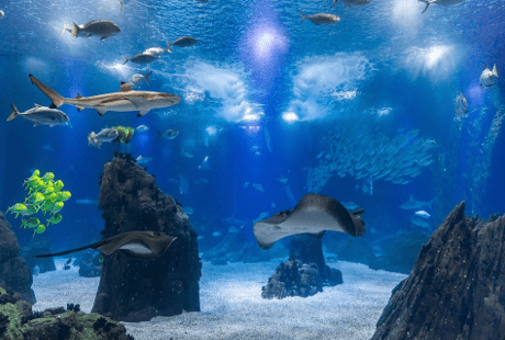 Meilleures attractions à Lisbonne pour les familles - Oceanarium